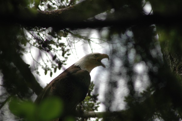 Bald Eagle